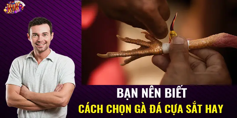 Bạn nên biết cách chọn gà đá cựa sắt hay 