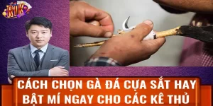 cách chọn gà đá cựa sắt hay rikvip