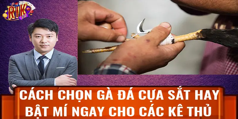 cách chọn gà đá cựa sắt hay rikvip