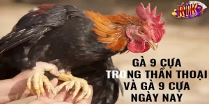 gà 9 cựa rikvip