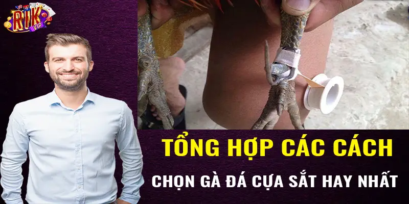 Tổng hợp các cách chọn gà đá cựa sắt hay nhất cho bạn 